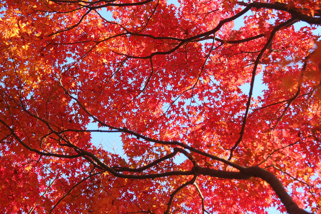 朱に染まる紅葉(^^♪