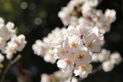 桜(^^)/