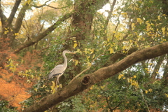 鳥さん発見(^^)/