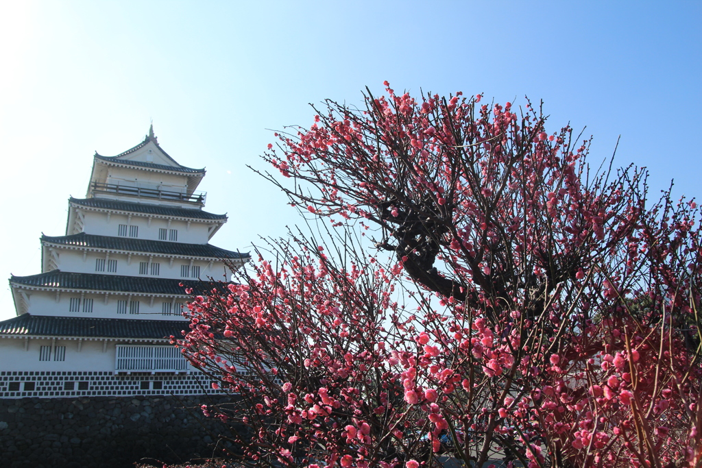 梅と島原城