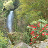 桜の花びら＆滝(^^)/