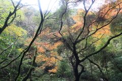 轟峡の紅葉