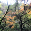 轟峡の紅葉