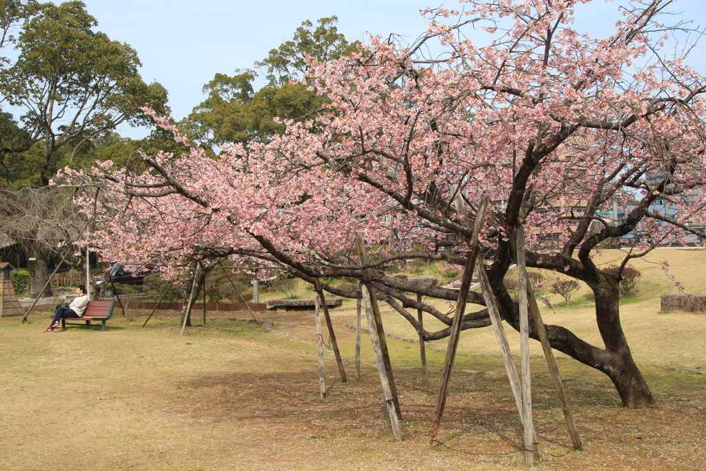 大寒桜のある公園