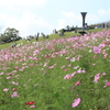祭日の白木峰高原とコスモス(^^)/