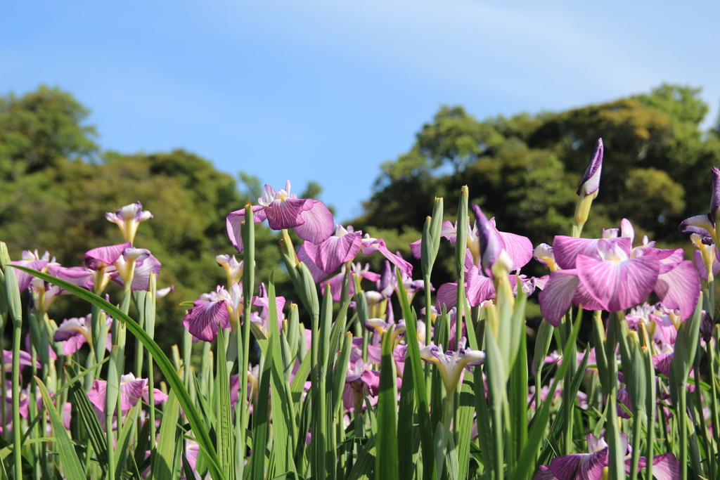 花菖蒲(^^)/