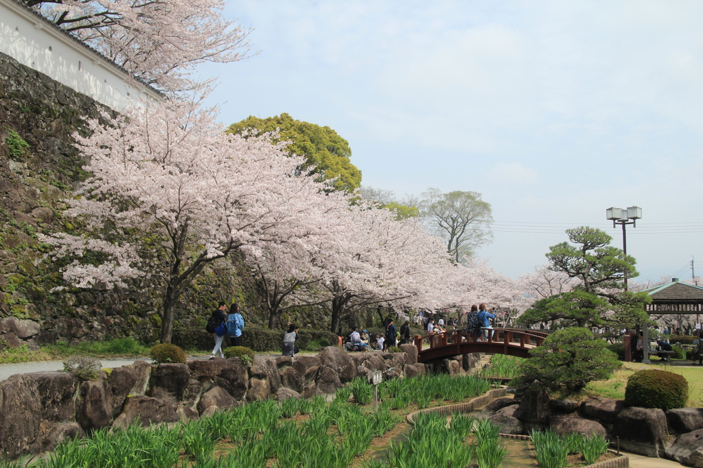 桜満開Ⅲ(^^)/