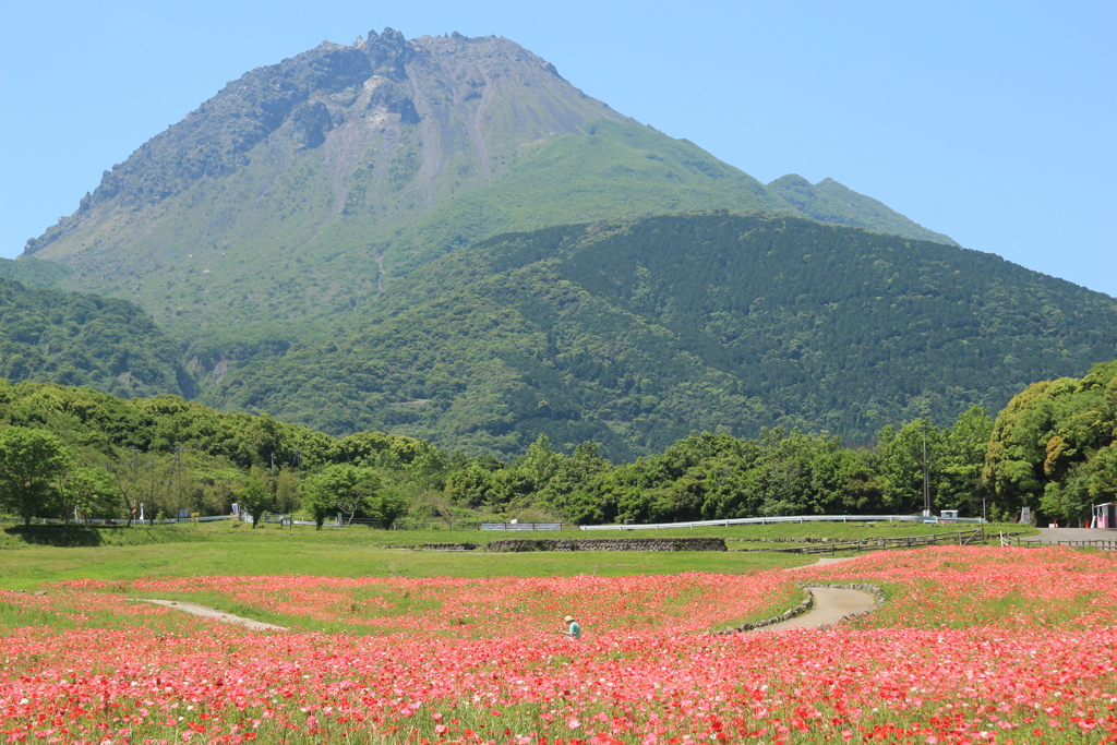 平成新山とポピーの花畑(^^)/