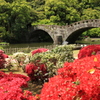 ツツジと眼鏡橋(^^)/