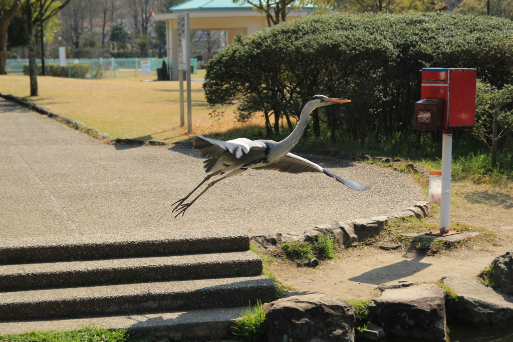 鳥さん、ジャンプⅡ＼(^o^)／