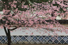 大寒桜と白壁