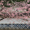 大寒桜と白壁