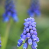 ムスカリ(^^)/