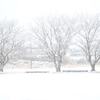 雪に霞む三本桜(^^♪