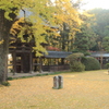 お寺の銀杏Ⅱ(^^)