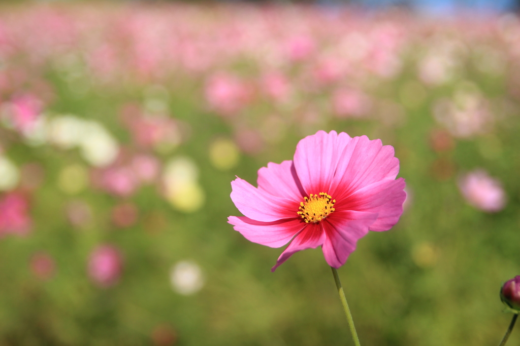 秋桜(^^♪