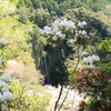 滝＆シャクナゲ(^^)/