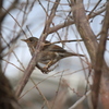 かくれんぼの鳥君(^^)/