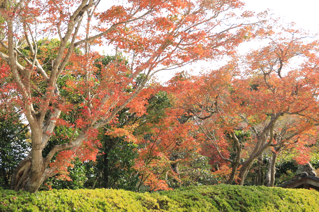 迎仙閣の紅葉