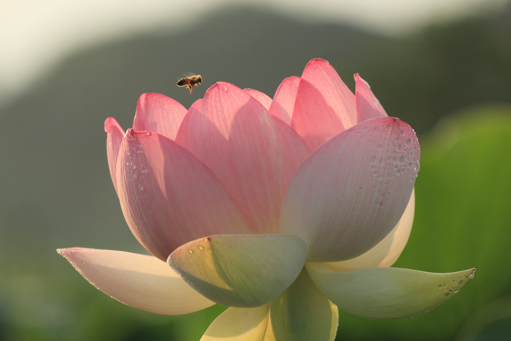 蜂さんも遊びに来たよ(^^)/