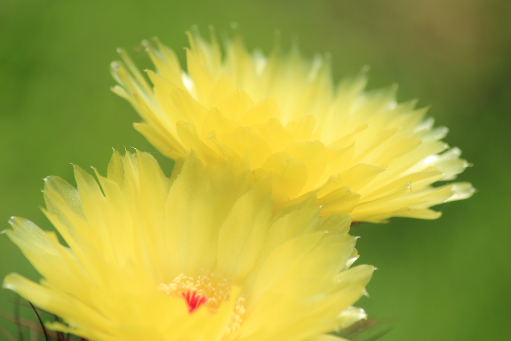 サボテンの花(^^♪