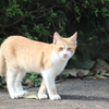 子猫