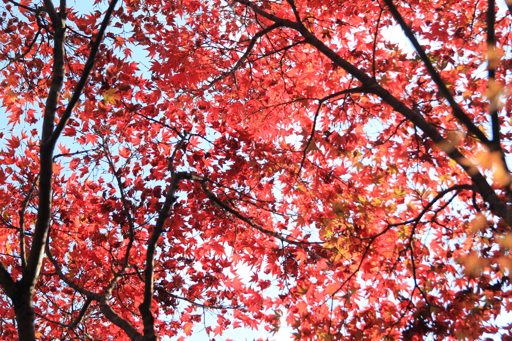 迎仙閣の紅葉