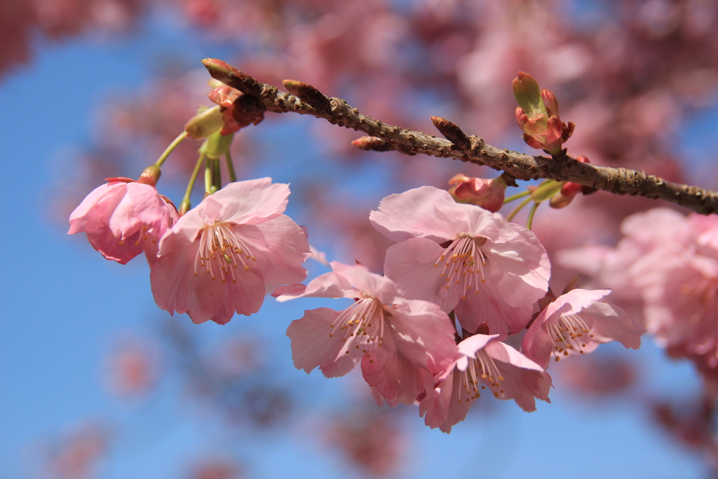 陽光桜Ⅱ