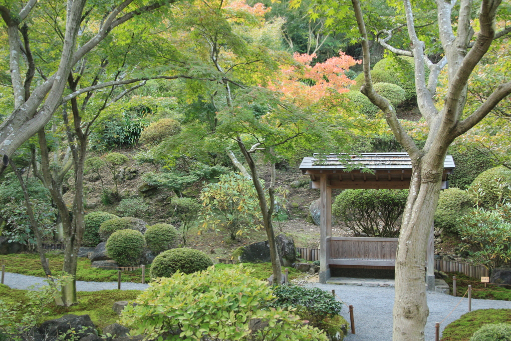 紅一点