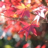 ラスト紅葉