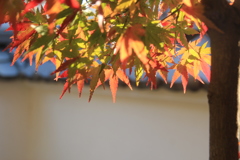 紅葉のあかり(^^)/