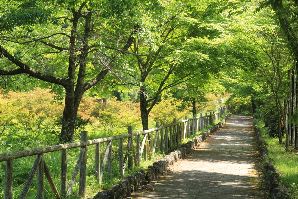 初夏の散歩道(^^)/