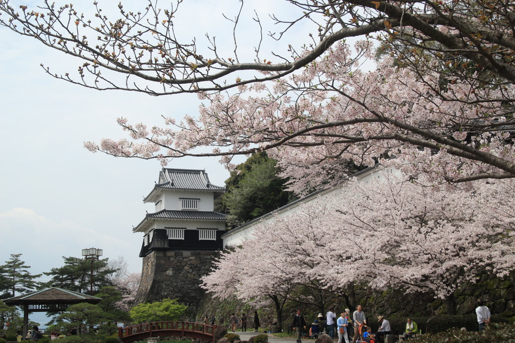 桜満開(^^)/
