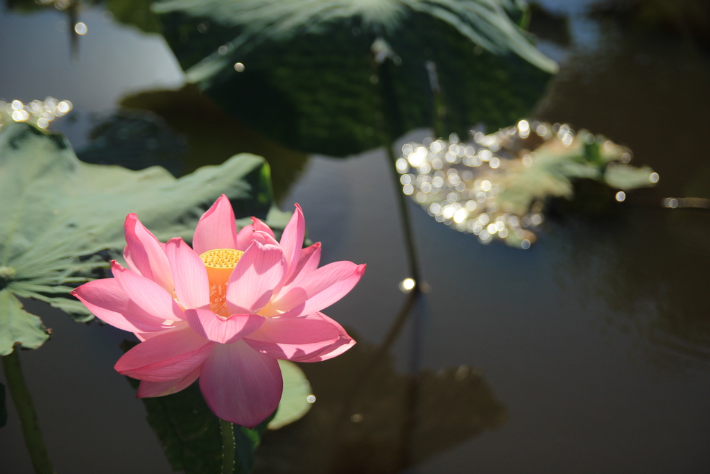 ハスの開花(^^)/
