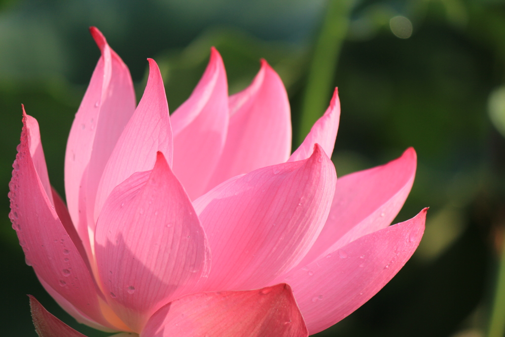 ヒカル！蓮の花(^^)/