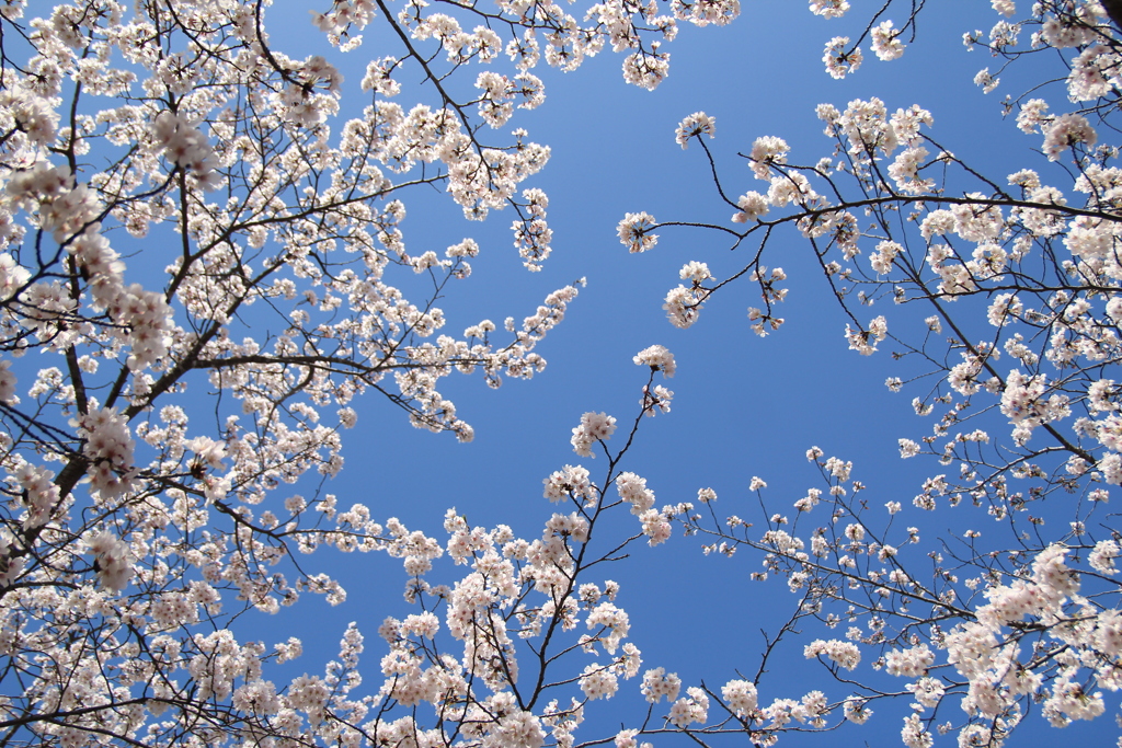 春の青空(^^)/