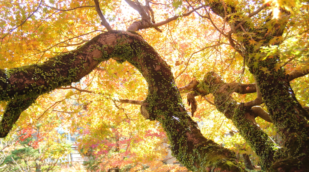 枝振りと紅葉(^^)/