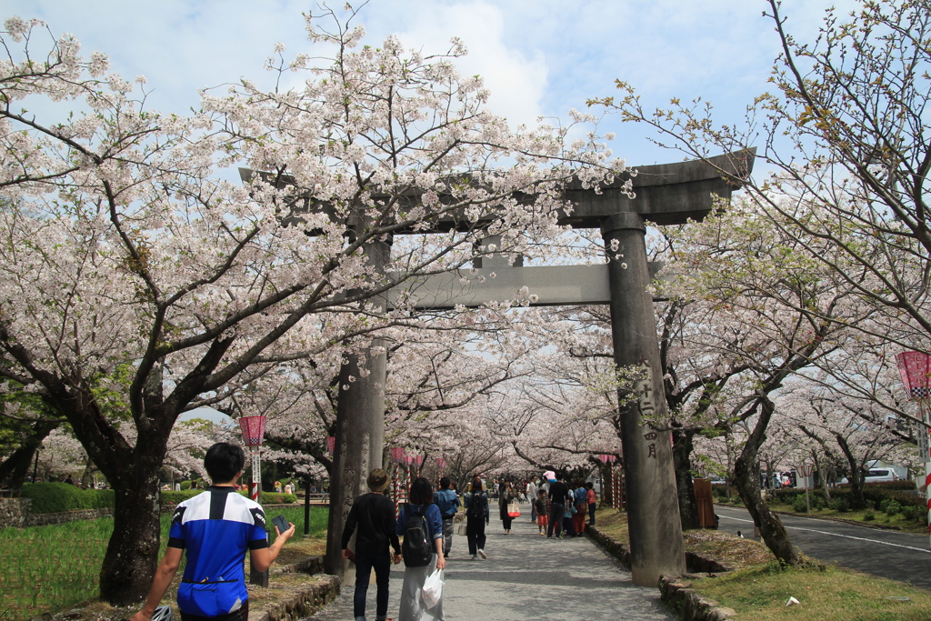 桜満開Ⅱ(^^)/