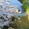 桜と鴨(^^)/