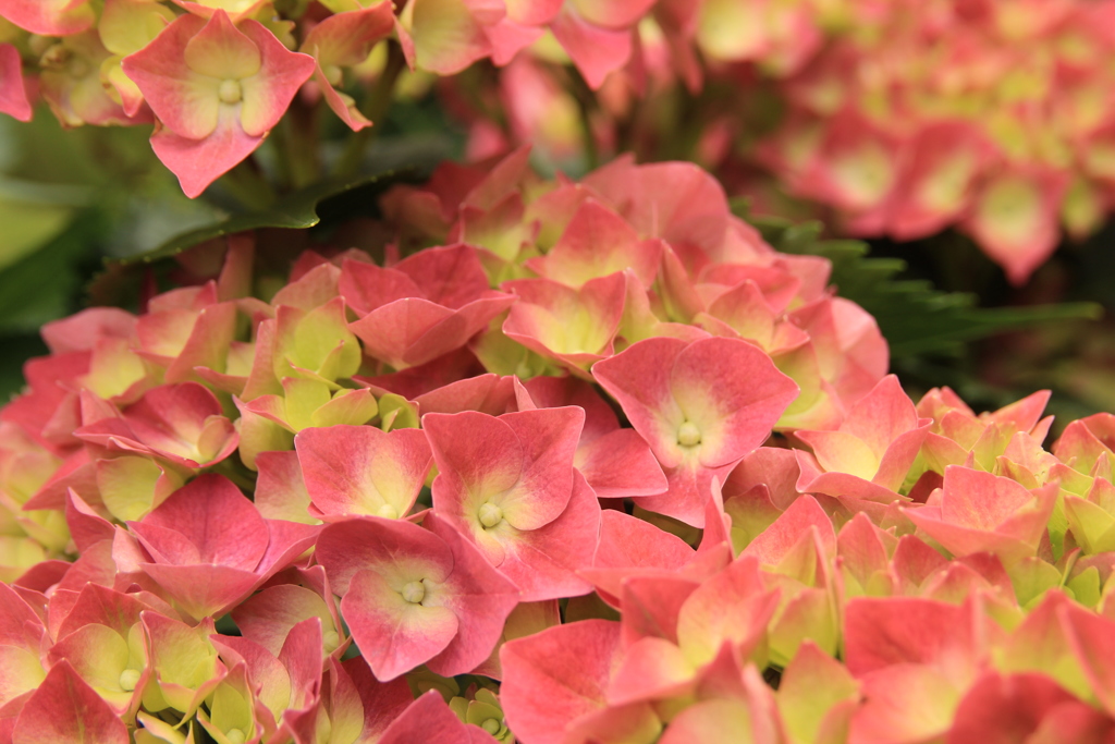 おたくさ（紫陽花）(^^♪