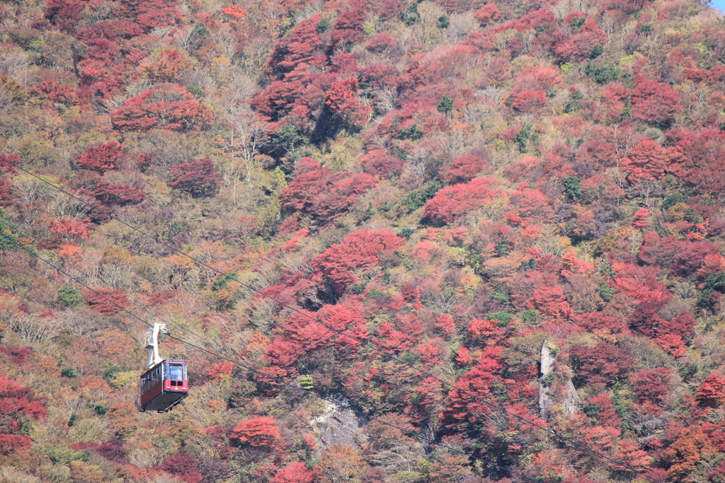 雲仙ロープウェイと紅葉(^^)/