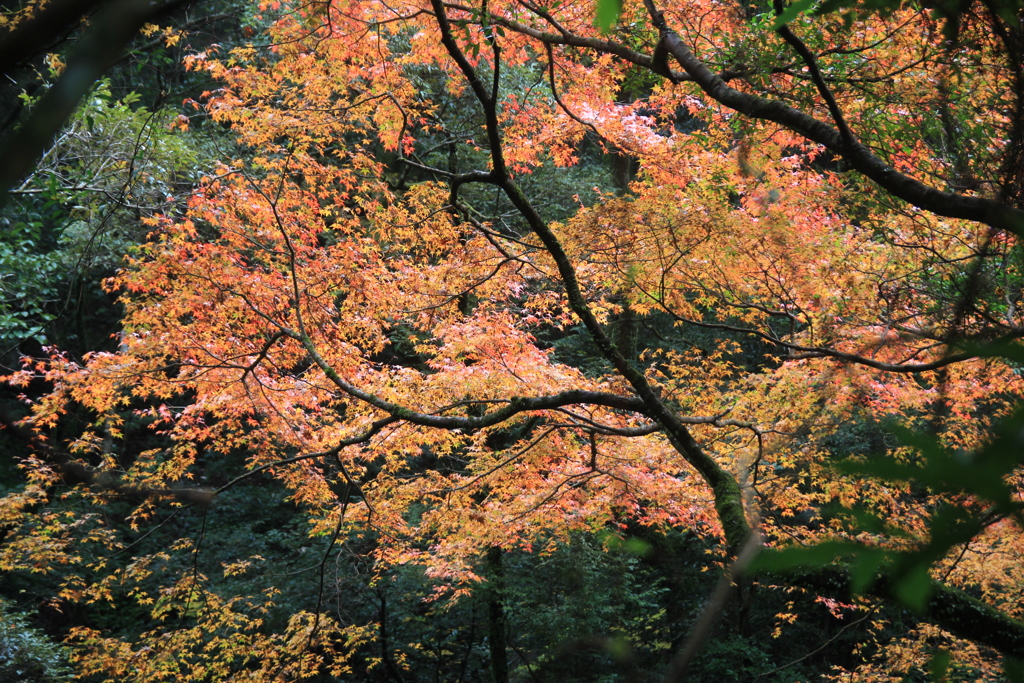 轟峡の紅葉