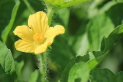 スイカの雄花(^^)/