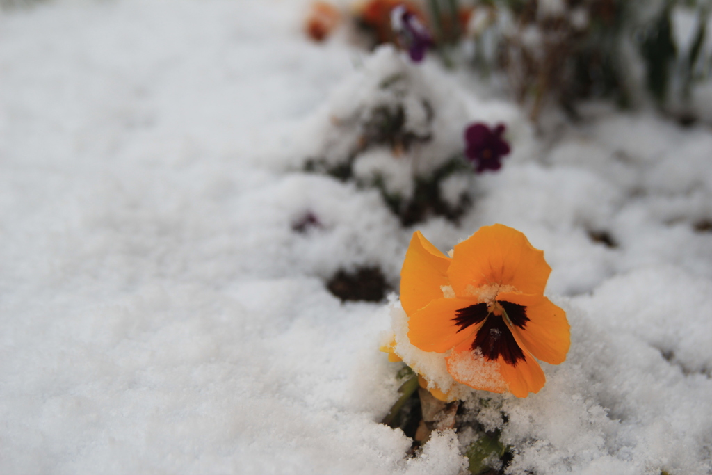 雪の花(^^)/