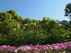 足利フラワーパーク