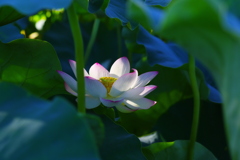 千栗土居公園