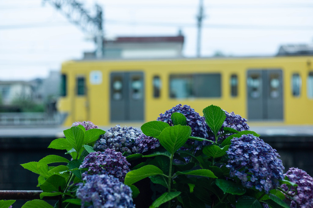 あぢさゐと菜の花色の電車 -①