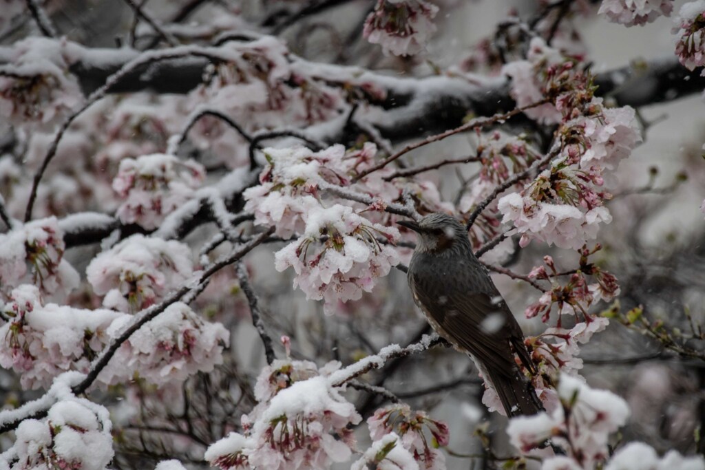 忘れ雪 ②