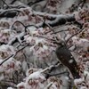 忘れ雪 ②
