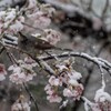 忘れ雪 ①